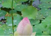 Lotussysteem